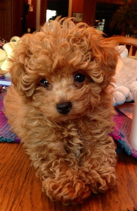 Red Standard Poodle Puppies For Sale