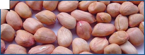 Ground Nuts Manufacturer in Ahmedabad Gujarat India by Aksh Overseas ...