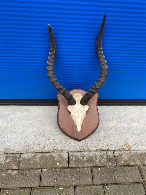 Impala Antlers - Trophy on shield - Aepyceros melampus - - Catawiki