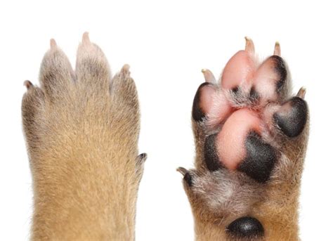 Dogs Swollen Paws - Swollen Paws in Dogs Treatments | PetMD