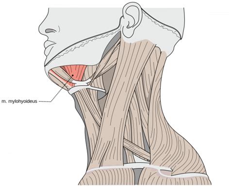 Mylohyoid Muscle - Physiopedia