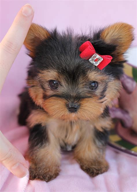 Delightful Teacup Yorkshire "Yorkie" Terrier Puppies for Sale | Teacups, Puppies & Boutique