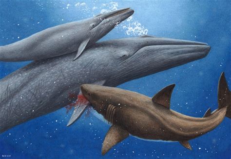 Megalodon attacking blue whale - Esther van Hulsen