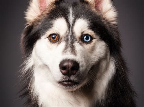 Beautiful Animal Eyes in the Most Captivating Photos