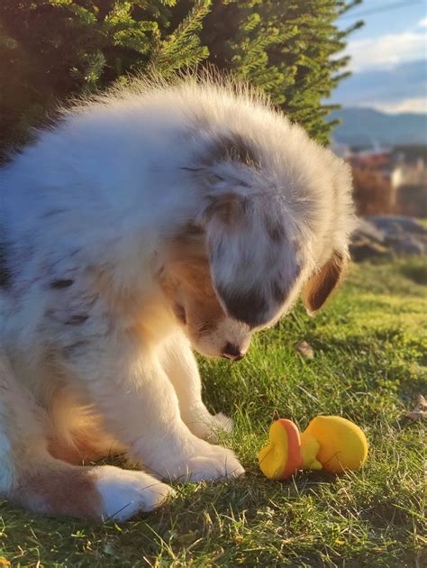 My blind dog loves his halo. : r/aww