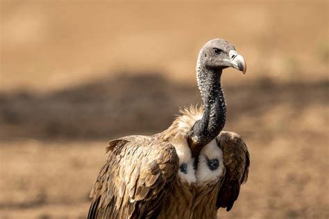 Long-billed Vulture a critically endangered species in Asia