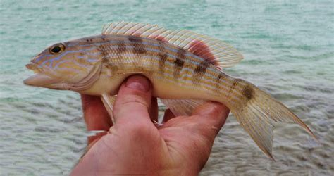 Sand Perch | Mexico – Fish, Birds, Crabs, Marine Life, Shells and Terrestrial Life