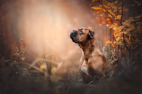 #71023 Boxer HD Wallpaper, Dog, Pet, Boxer (Dog) - Rare Gallery HD ...