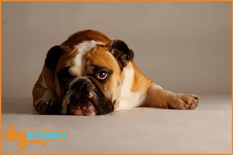 Why Is My Bulldog Breathing Fast? Rapid Breathing Causes Explored