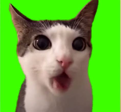 crunchy cat meme green screen crunchy cat meme green screen green screen meme download free mp4 ...