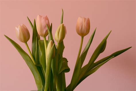 Beautiful Tulips Flowers Wallpapers | Best Flower Site