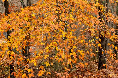 Fagus grandifolia (American beech), fall color | Johnson Roa… | Flickr