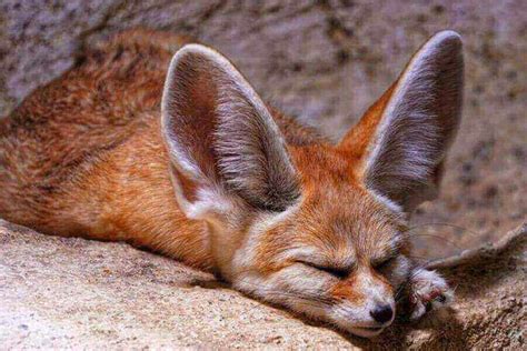 Fennec Fox Facts: 10 Facts About Fennec Foxes (W. Pictures)