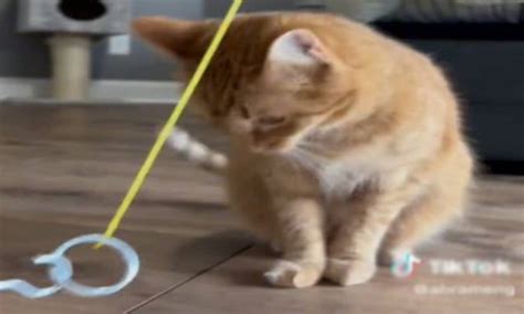 This May Be the Most Clever Cat You Have Ever Seen - The Animal Rescue Site News