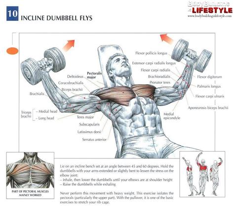 Incline dumbbell flys Fitness Bodybuilding, Bodybuilding Motivation, Workout Chart, Workout Plan ...