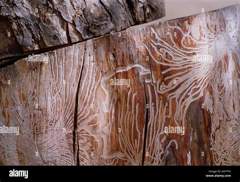 bark beetle damage to a tree Stock Photo - Alamy