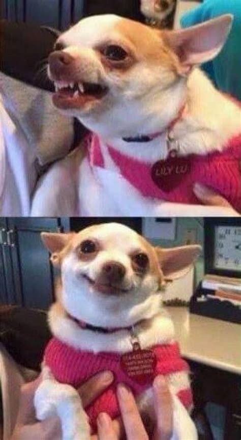 chihuahua Memes - Imgflip