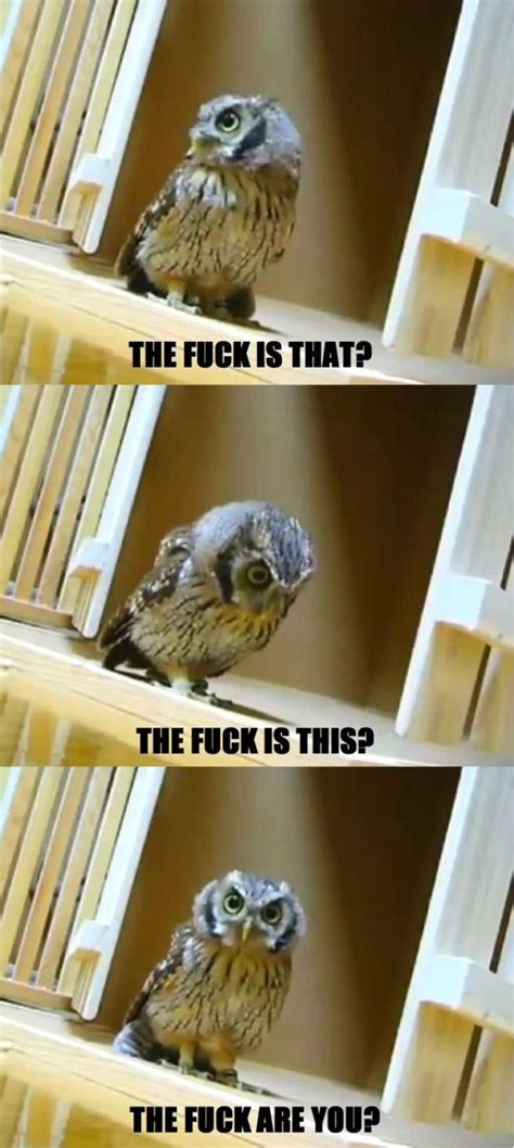 20 Hilariously Adorable Owl Memes