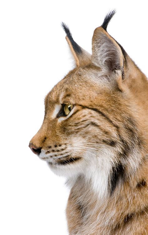 Premium Photo | Close-up of a eurasian lynx's head - lynx lynx on a white isolated