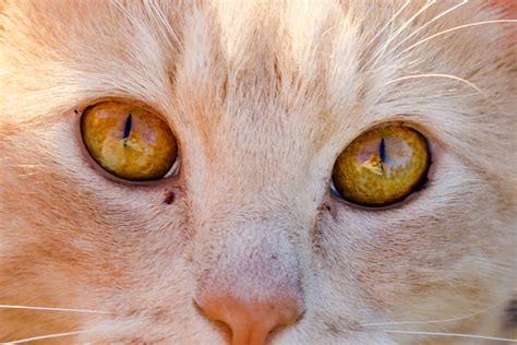 Why Do Cats Have Slit Pupils And Humans Have Round Pupils? | A Moment ...