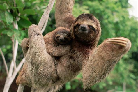 Where to See Sloths in Costa Rica