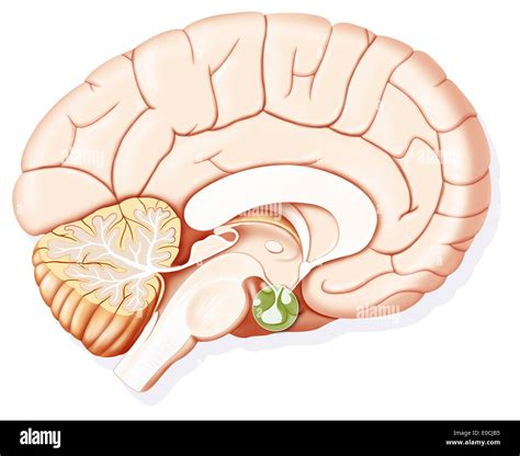 Hypophysis, drawing Stock Photo - Alamy