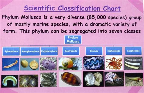 Classification charts