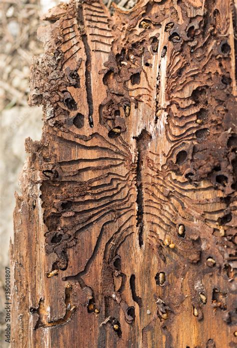 The European spruce bark beetle. Traces of a pest on a tree bark Stock Photo | Adobe Stock