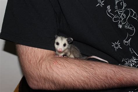 Playin with a baby possum : r/aww