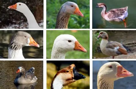 Guide to Goose Breeds - List Of All Domestic Breeds of Geese in US