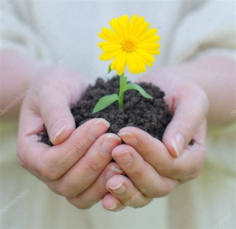 Female hands holding soil with yellow flower Stock Photo by ©mproduction 28929871