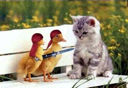 Funny animal screensavers ~ Funny images and Jokes