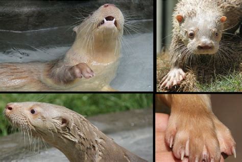 Young albino neotropical otter, Lontra longicaudis , highlighting the... | Download Scientific ...