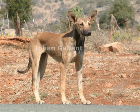 Africanis Breed Information: History, Health, Pictures, And, 59% OFF