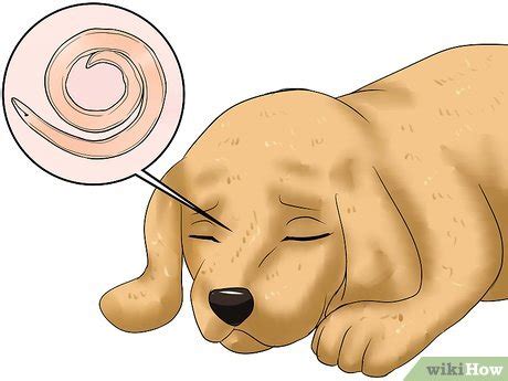 How to Diagnose Hookworms in Dogs: 12 Steps (with Pictures)