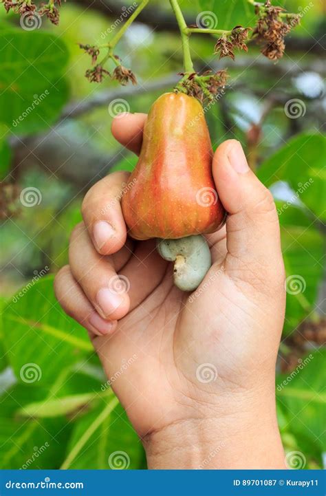 Hand Harvesting Cashew Fruit on Tree Stock Image - Image of horticulture, leaf: 89701087