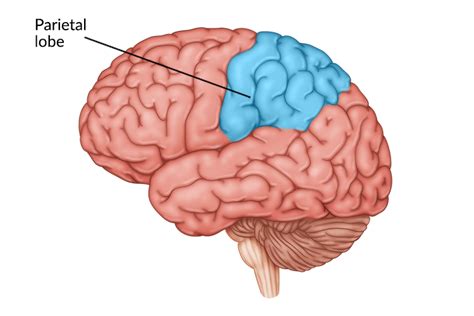 Parietal Lobe Stroke: What to Expect & How to Recover