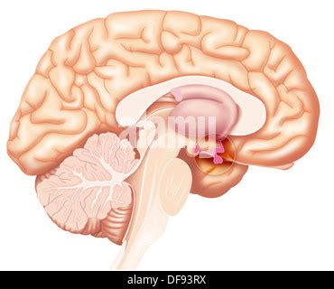 Hypophysis, drawing Stock Photo: 69119321 - Alamy