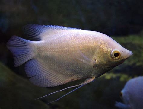 Giant Gourami: The 2 Essential Care Guidelines