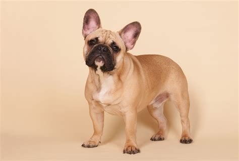 French Bulldog Colors – All Frenchie Colors Explained | PawLeaks