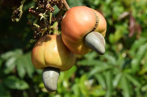 The Complete Guide to Growing a Thriving Cashew Tree - Garden and Happy