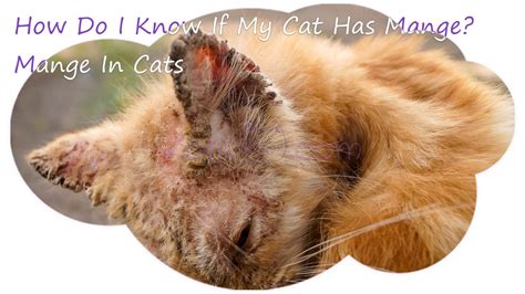 11 Most Common Cat Skin Problems Scabs Allergies - Kotikmeow