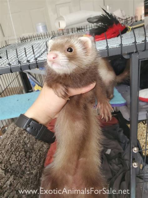 Ferret semi-angora kits and adults WA for Sale