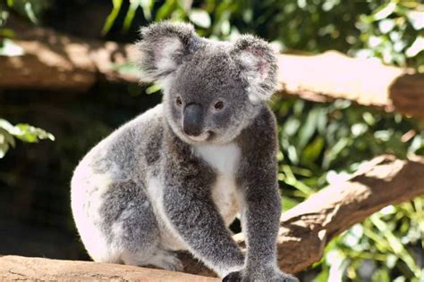 Plans For The World's First Koala Breeding Program Revealed