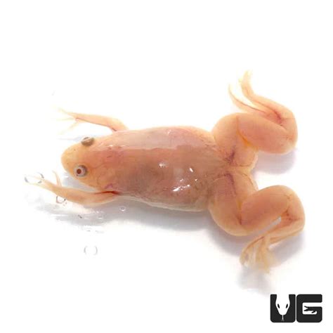 Baby Albino African Clawed Frog (Xenopus laevis) For Sale - Underground Reptiles