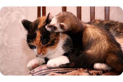 Ferrets, Cats and Dogs (Can They Get Along?)