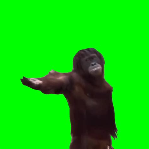 Orangutan Demands For Food (Green Screen Template) (Green Screen) – CreatorSet