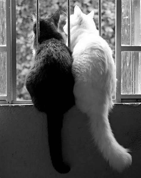 14 Pictures of Yin And Yang Cats That Look Purr-fect Together - We Love ...