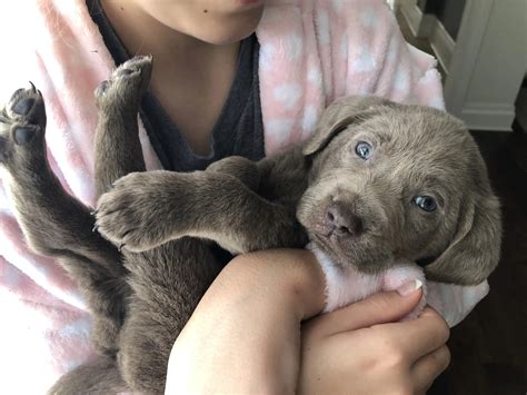 Purebred Silver Lab Puppies For Sale - porsche944blog