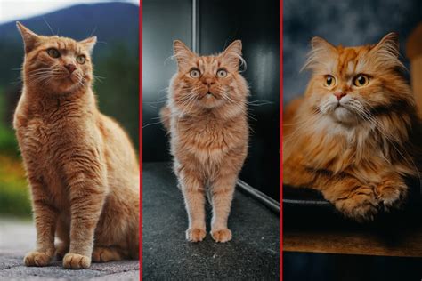 Best orange cat breeds: Top 10 orange tabby cat breeds